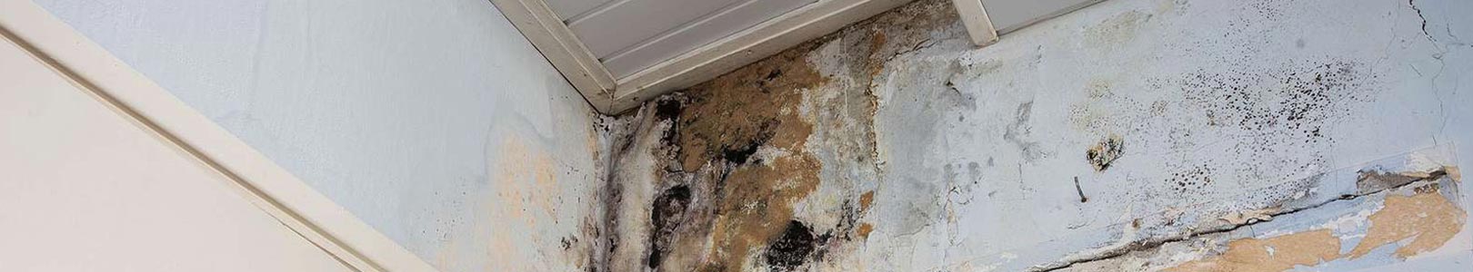 How Fast Does Mold Grow And Become A Problem?