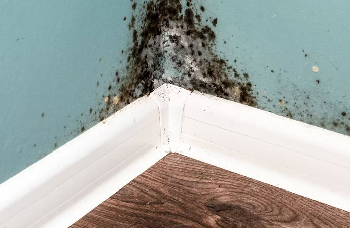 Remove Mold from Basement