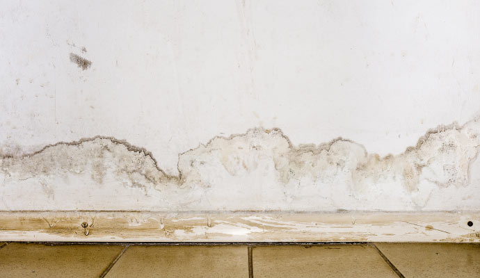 Mold growing due to water damage